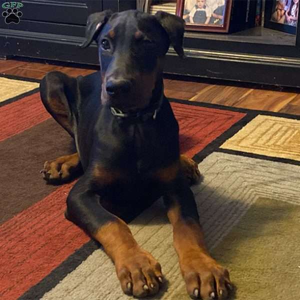 Harper, Doberman Pinscher Puppy